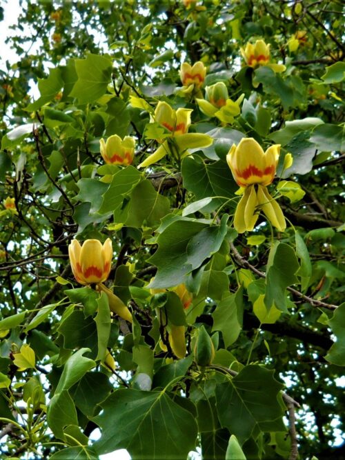 Amerikaanse tulpenboom | Meerstammig