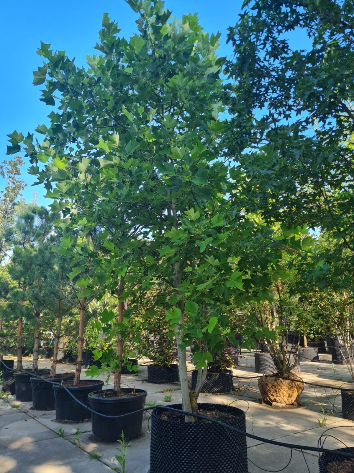 Amerikaanse tulpenboom | Meerstammig