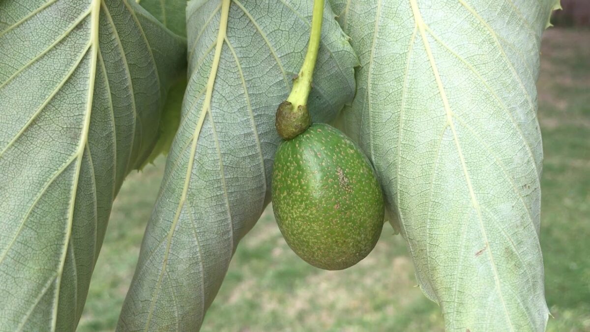 Vaantjesboom | Meerstammig