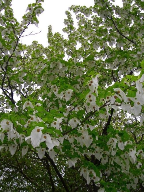 Vaantjesboom | Meerstammig