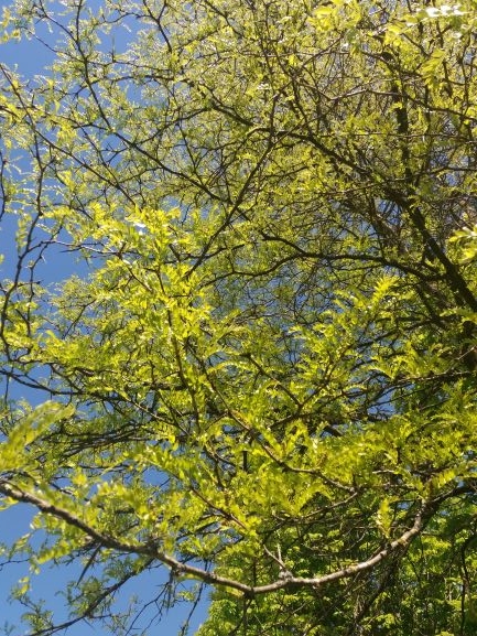 Valse Christusdoorn | Hoogstam