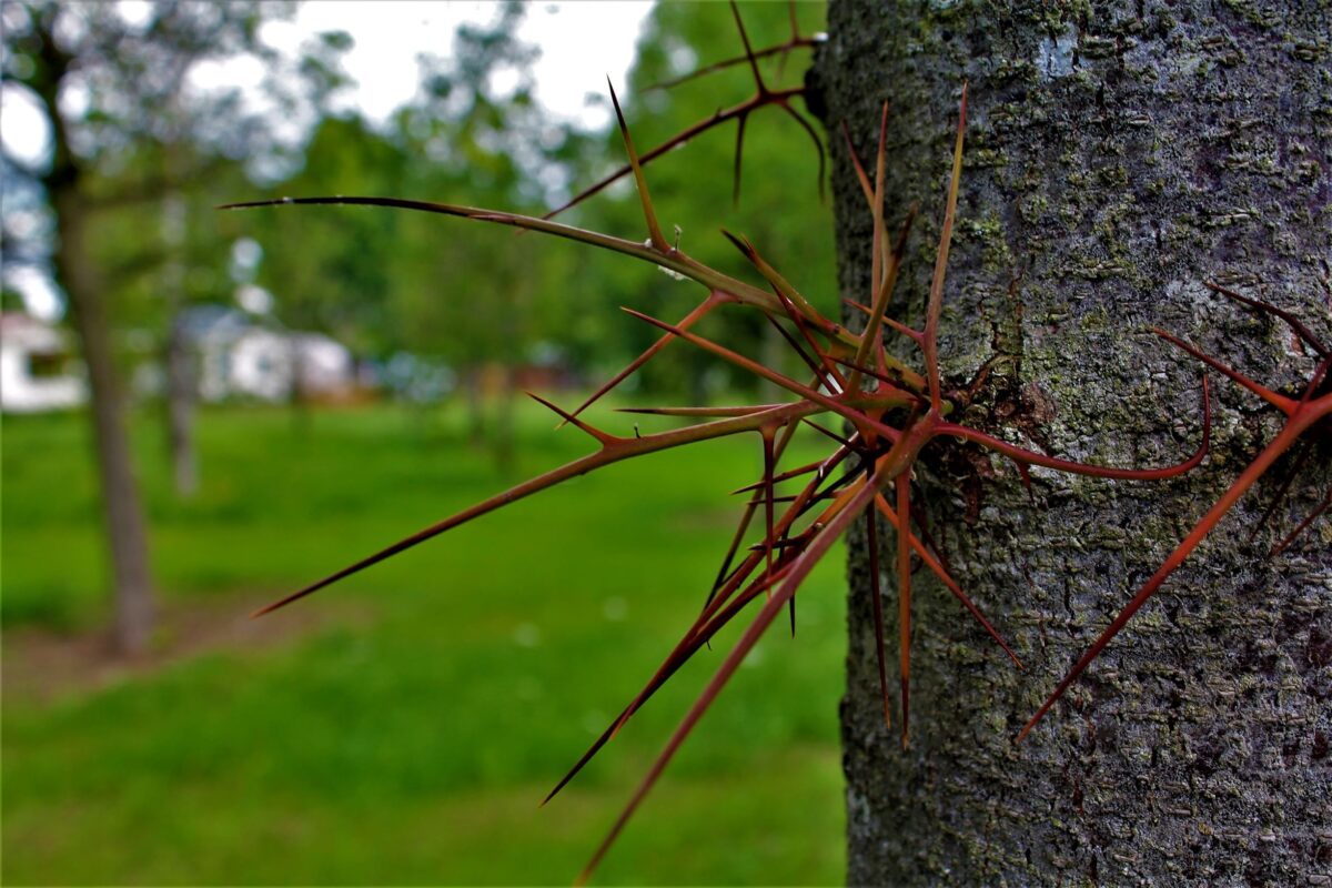 Valse Christusdoorn | Hoogstam