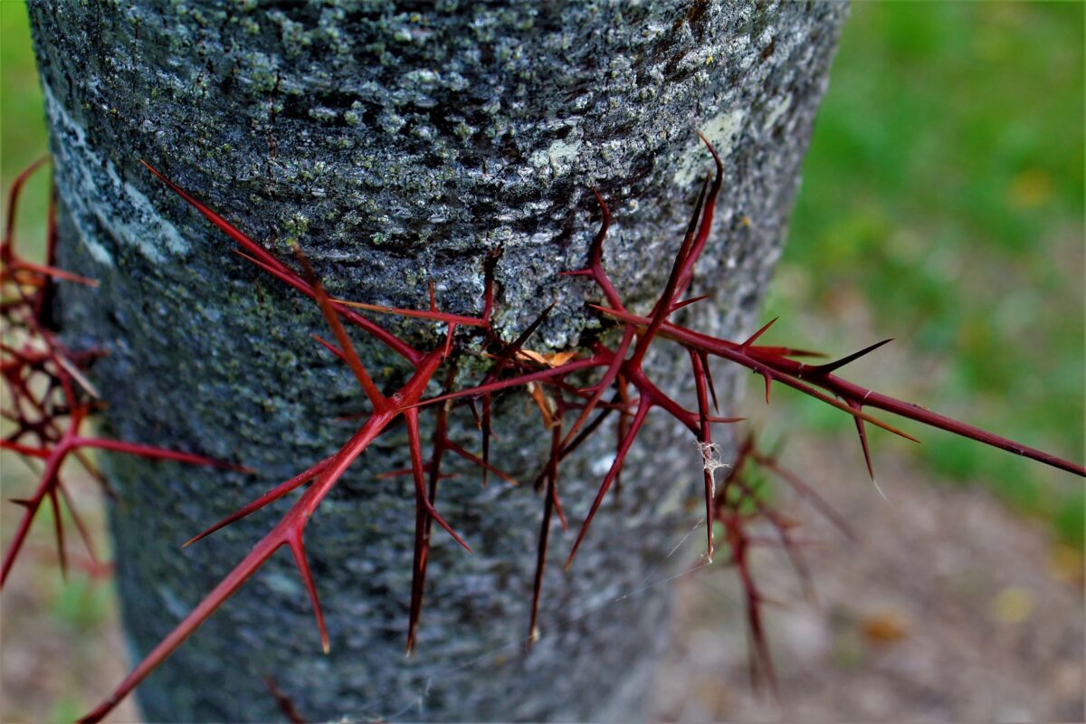 Valse Christusdoorn | Hoogstam