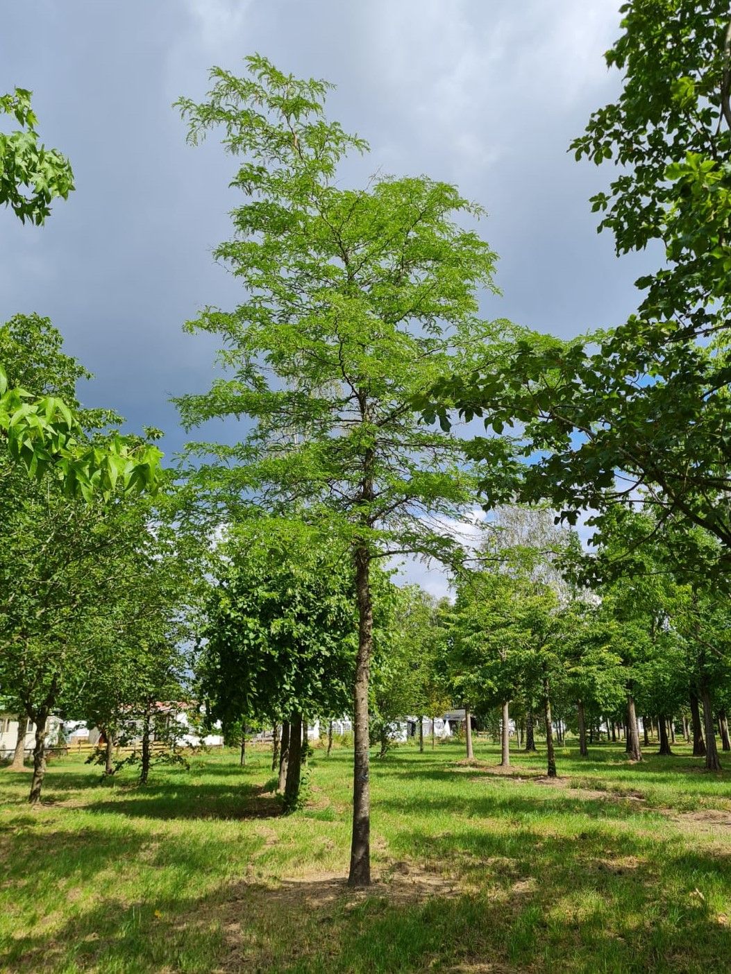 Valse Christusdoorn | Hoogstam