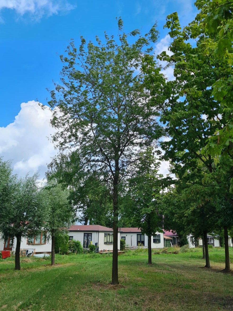 Valse Christusdoorn | Hoogstam