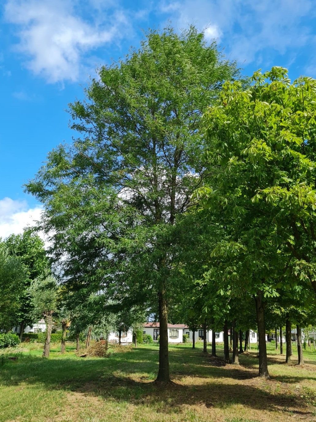 Valse Christusdoorn | Hoogstam