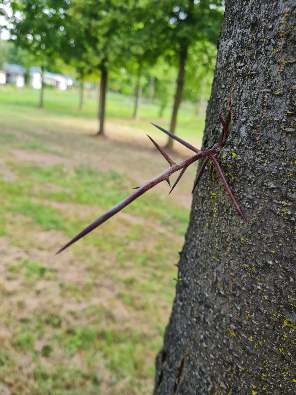 Valse Christusdoorn | Hoogstam