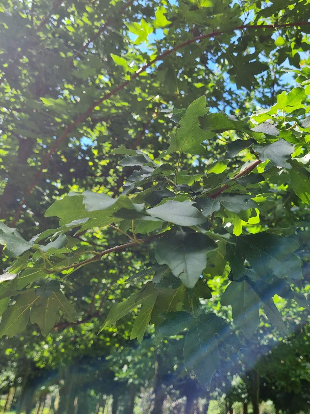 Veldesdoorn | Hoogstam