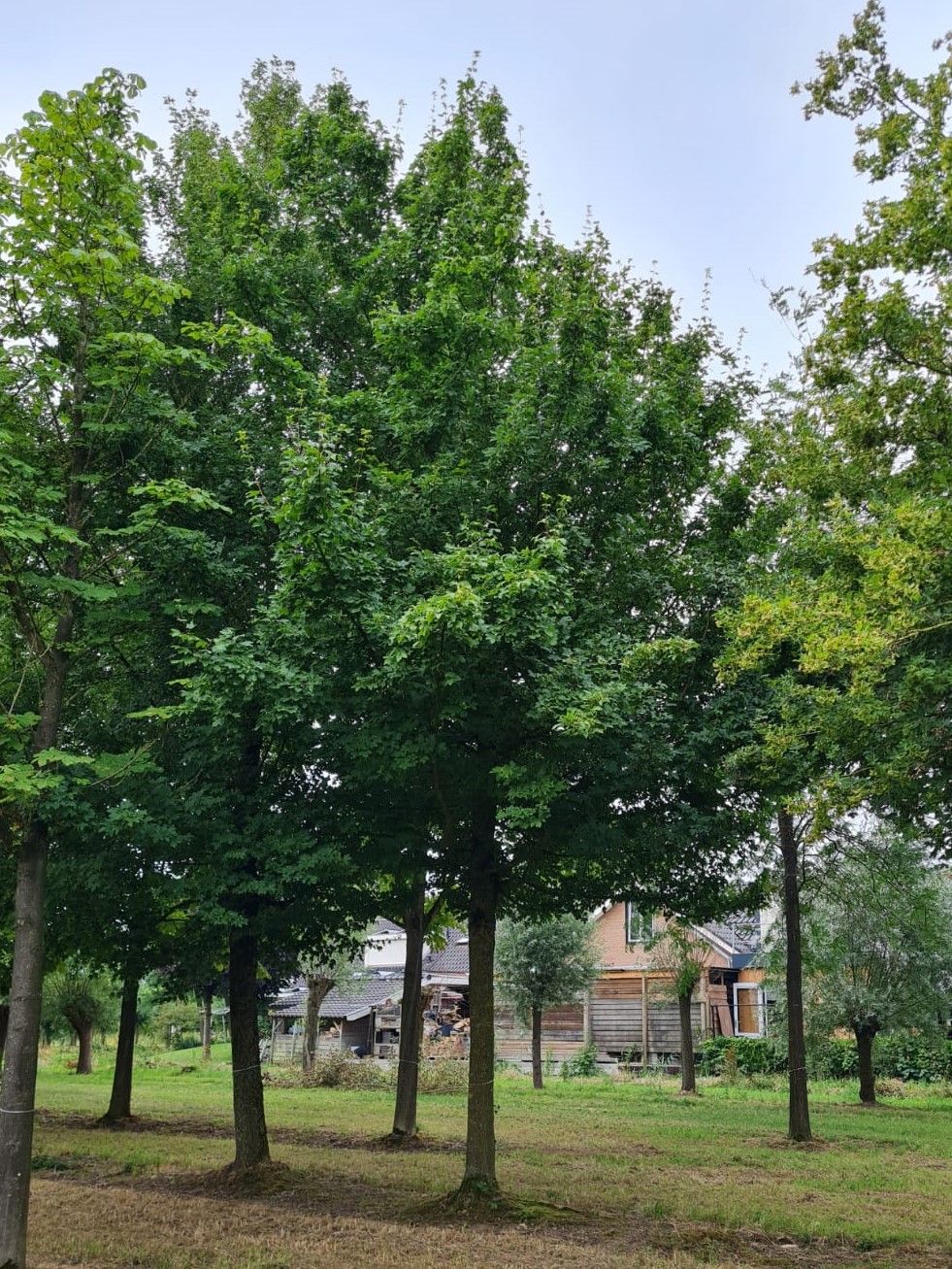 Veldesdoorn | Hoogstam