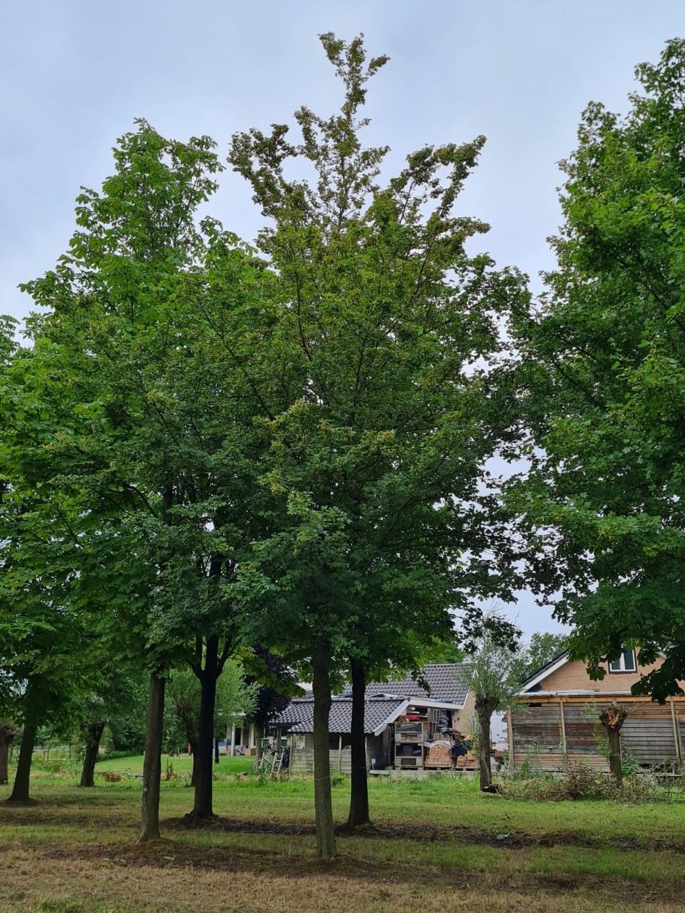 Veldesdoorn | Hoogstam