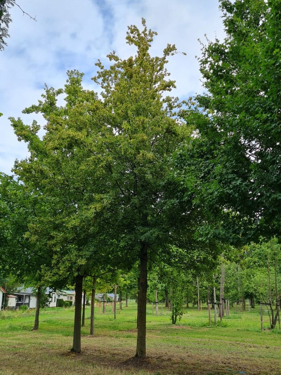 Veldesdoorn | Hoogstam