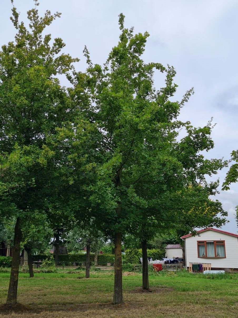 Veldesdoorn | Hoogstam