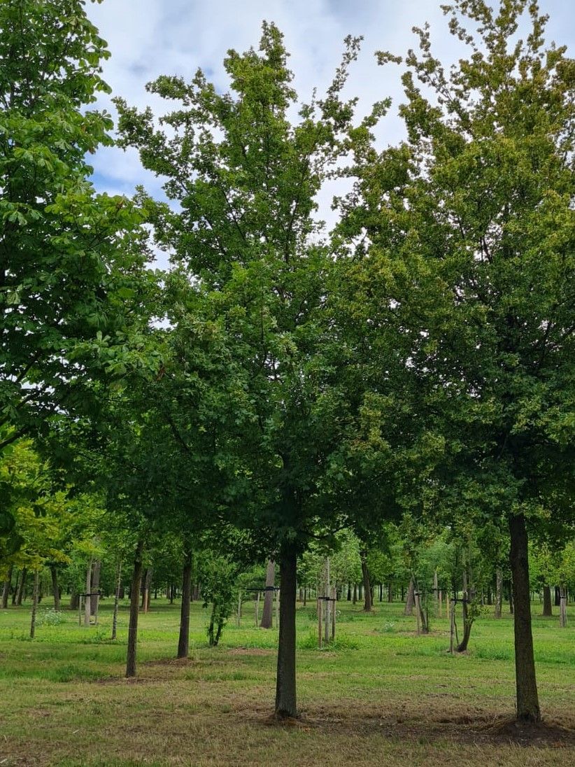 Veldesdoorn | Hoogstam