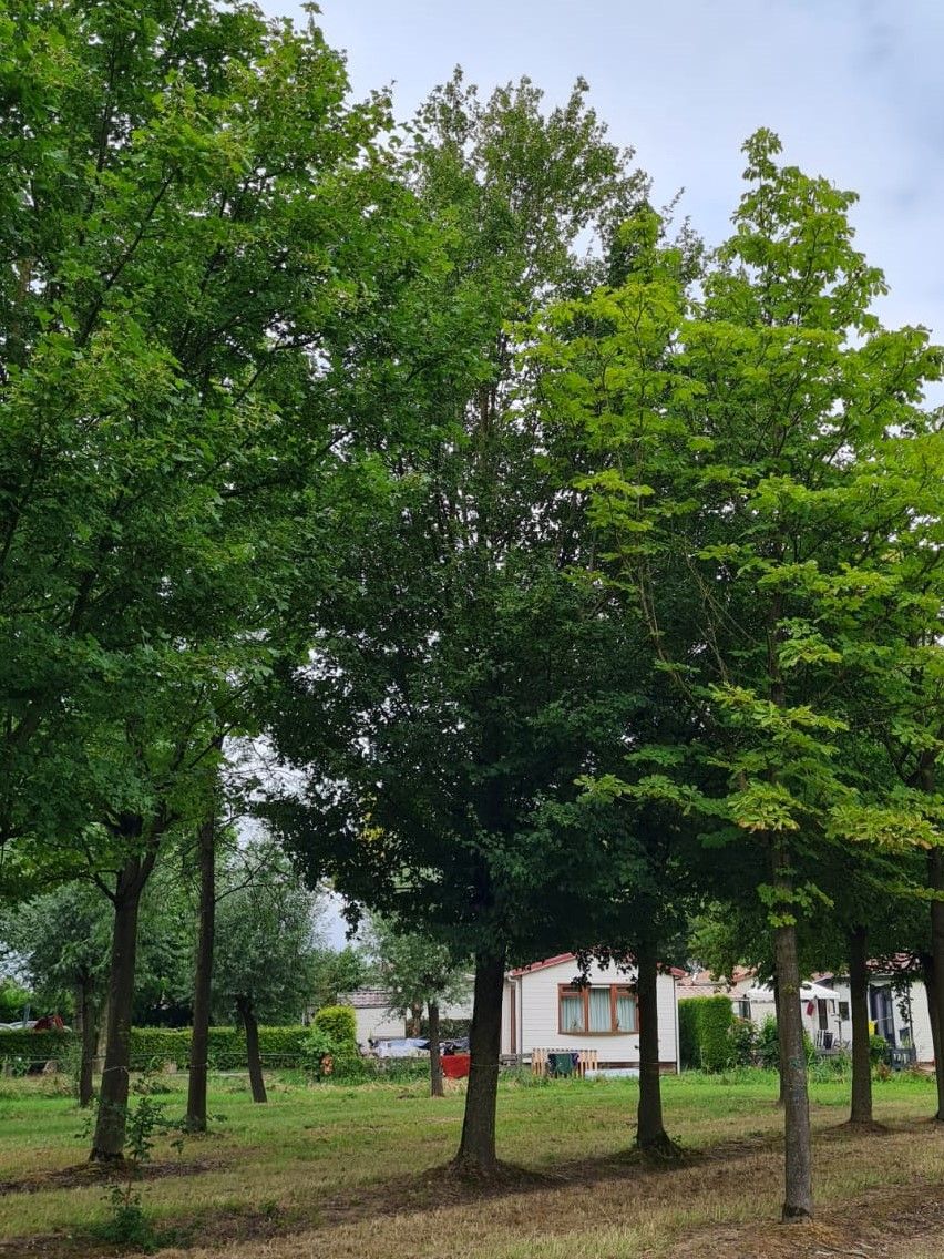 Veldesdoorn | Hoogstam