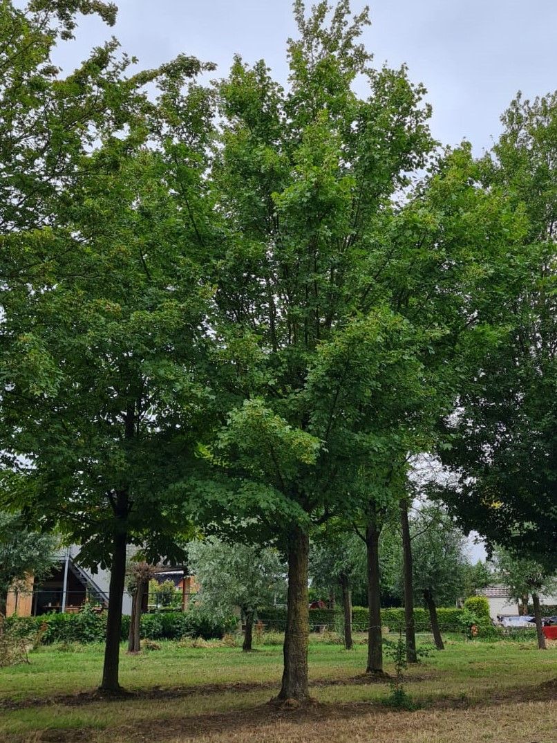 Veldesdoorn | Hoogstam