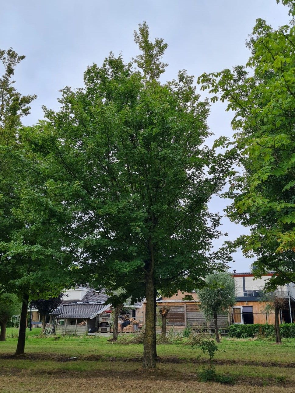 Veldesdoorn | Hoogstam