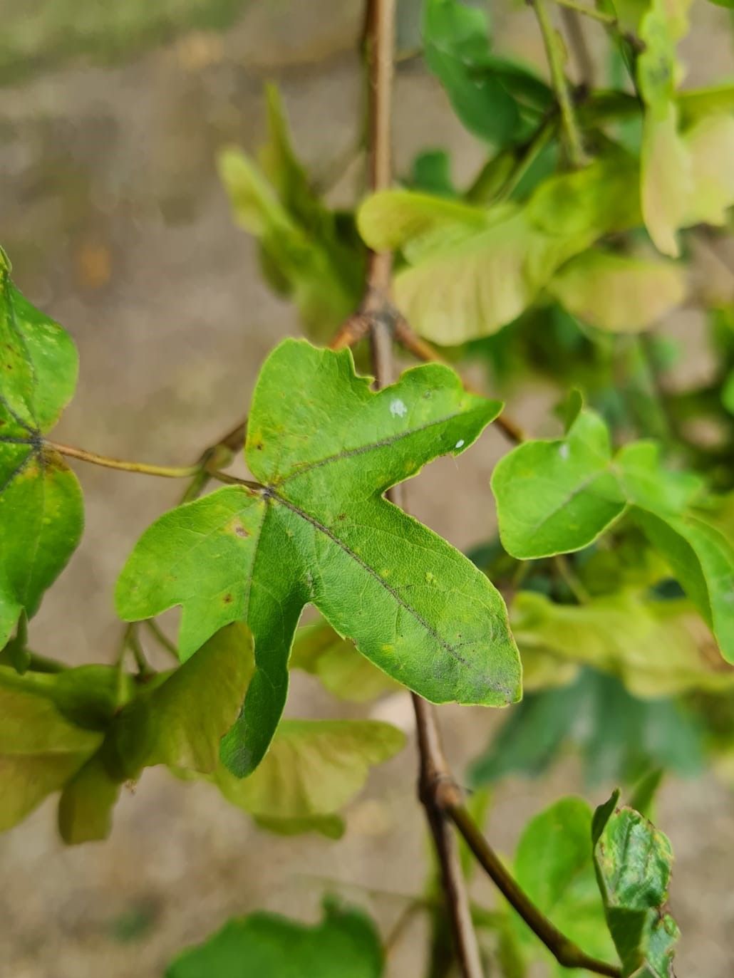 Veldesdoorn | Hoogstam