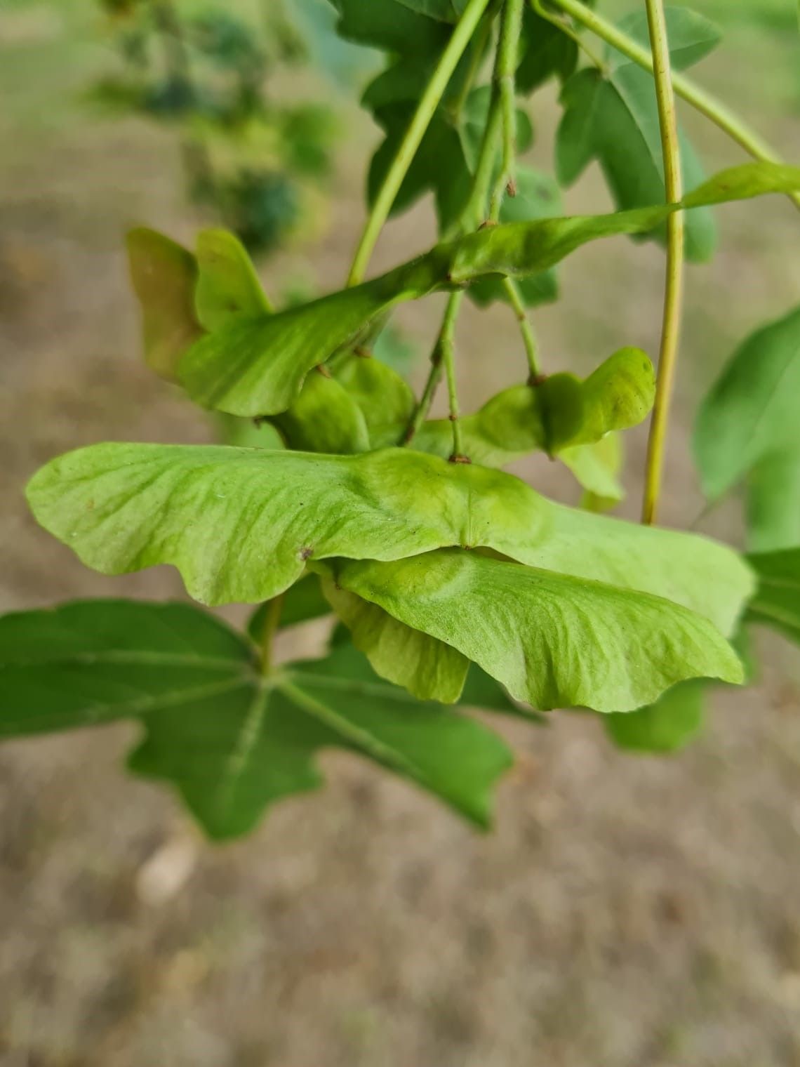 Veldesdoorn | Hoogstam