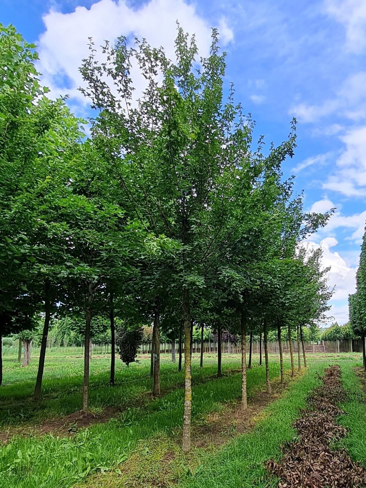 Veldesdoorn | Hoogstam