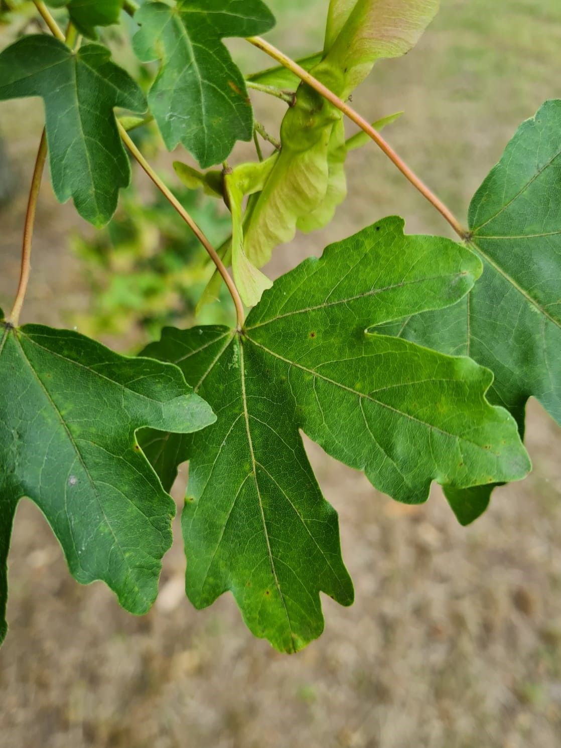 Veldesdoorn | Dakvorm