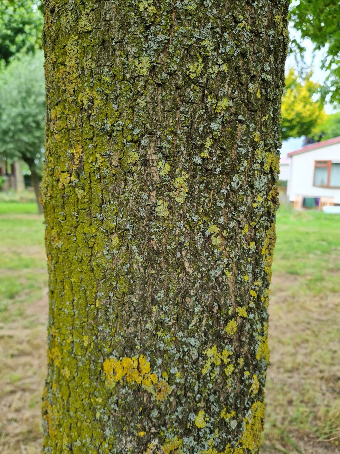 Veldesdoorn | Dakvorm