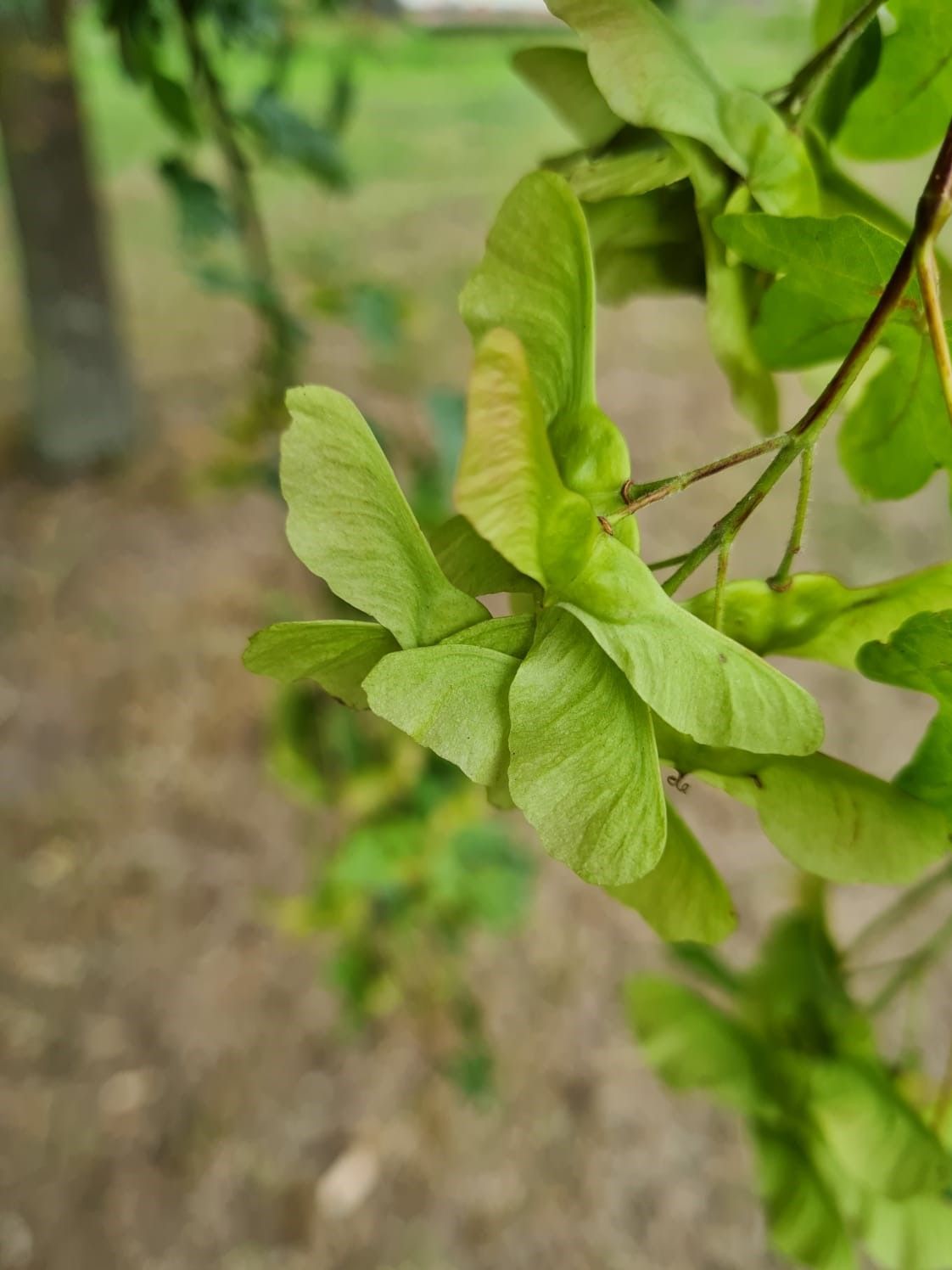 Veldesdoorn | Dakvorm