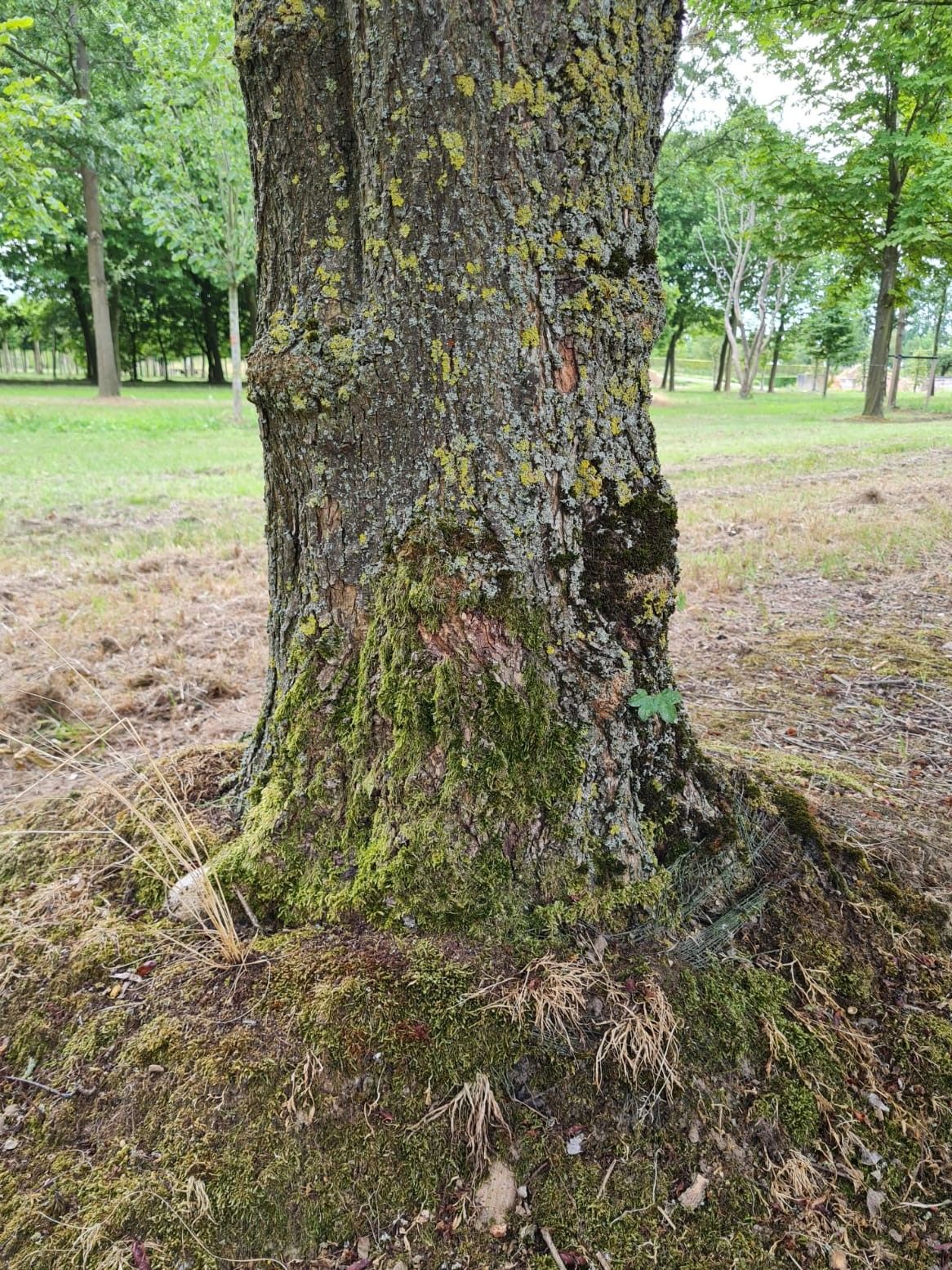 Veldesdoorn | Hoogstam