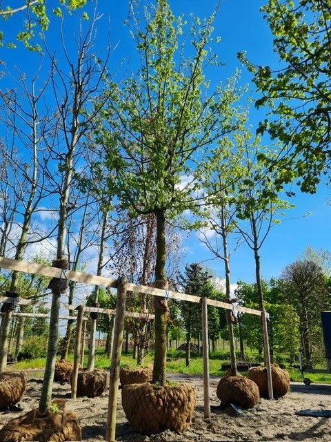 Veldesdoorn | Hoogstam