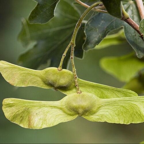 Veldesdoorn | Laagstam