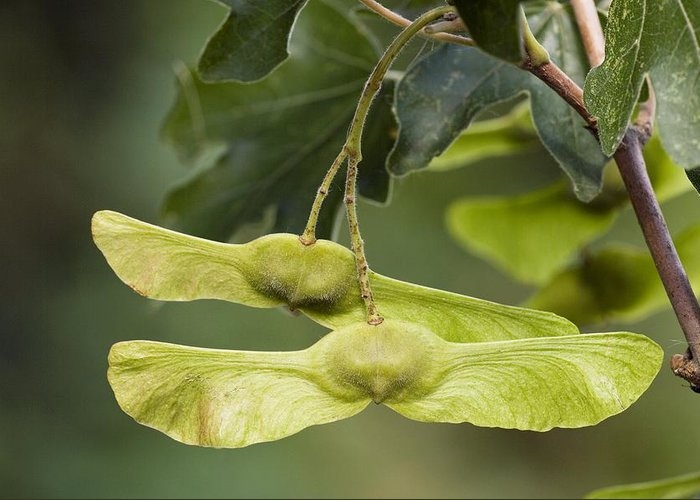 Veldesdoorn | Laagstam