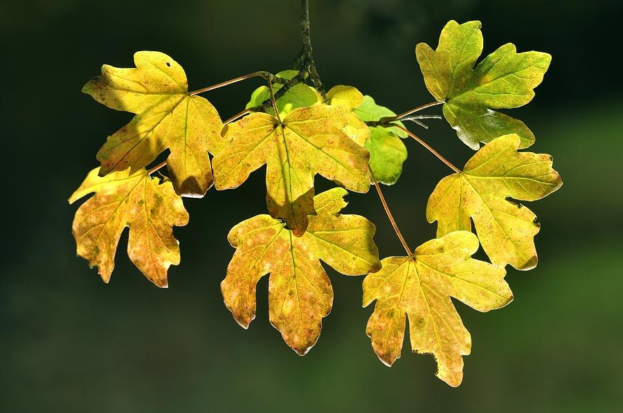 Veldesdoorn | Laagstam