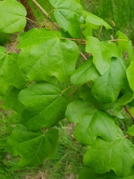 Veldesdoorn | Laagstam