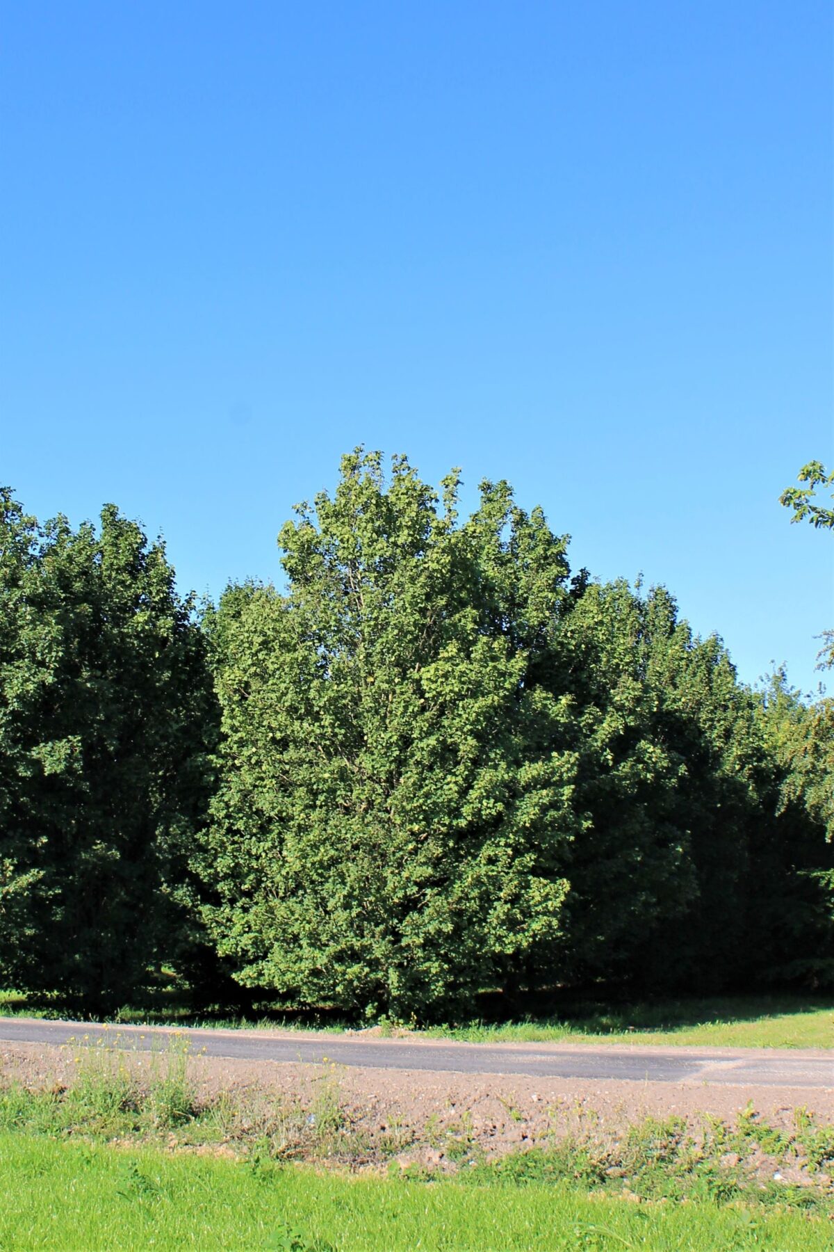 Veldesdoorn | Laagstam