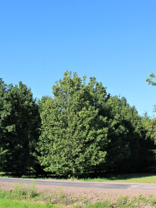 Veldesdoorn | Laagstam