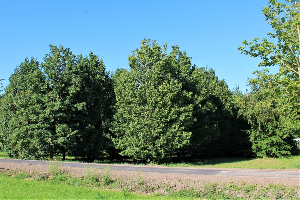 Veldesdoorn | Laagstam