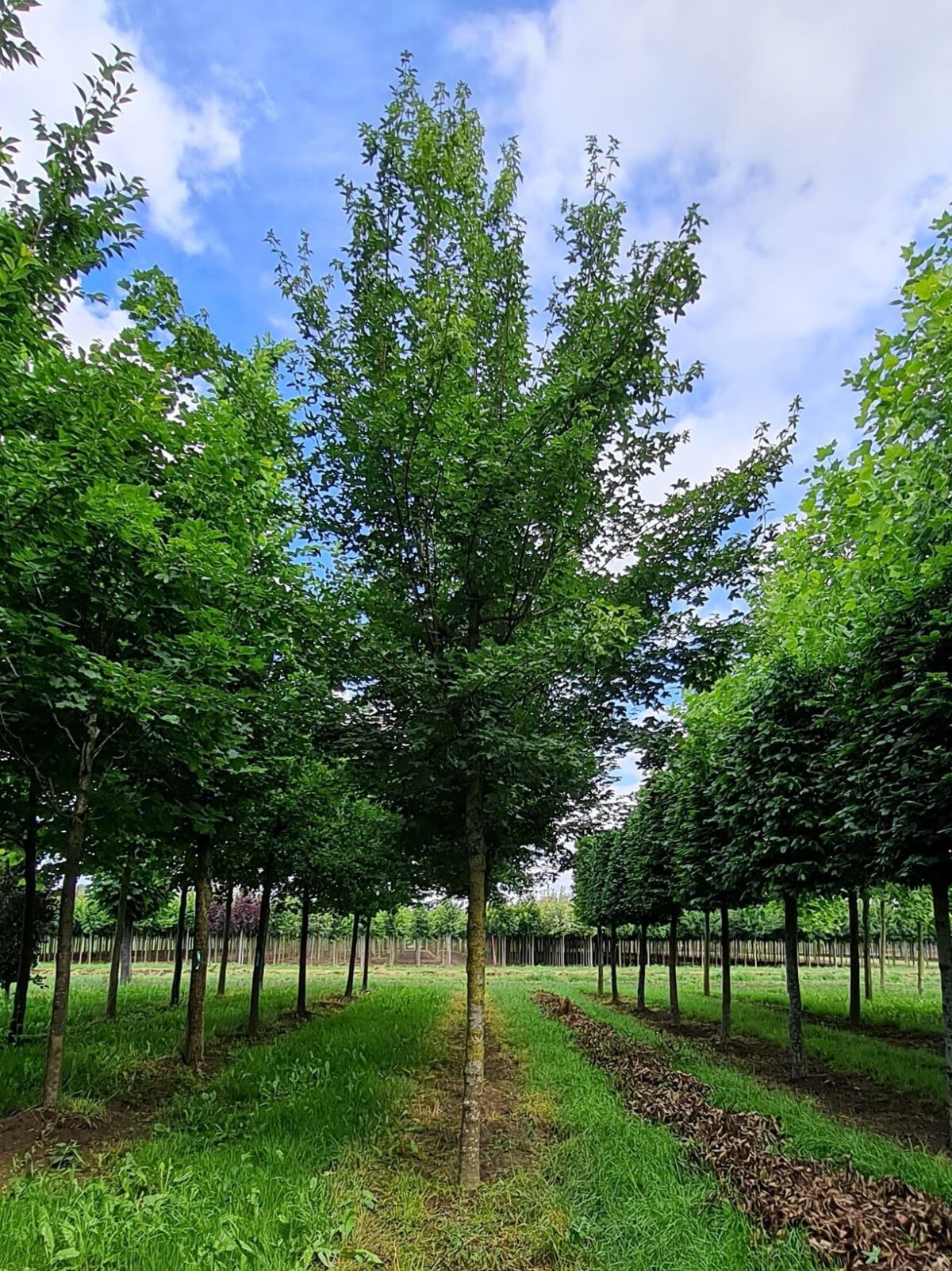 Veldesdoorn | Hoogstam