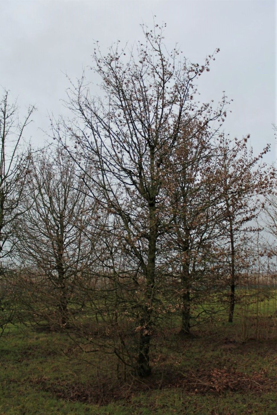 Veldesdoorn | Laagstam