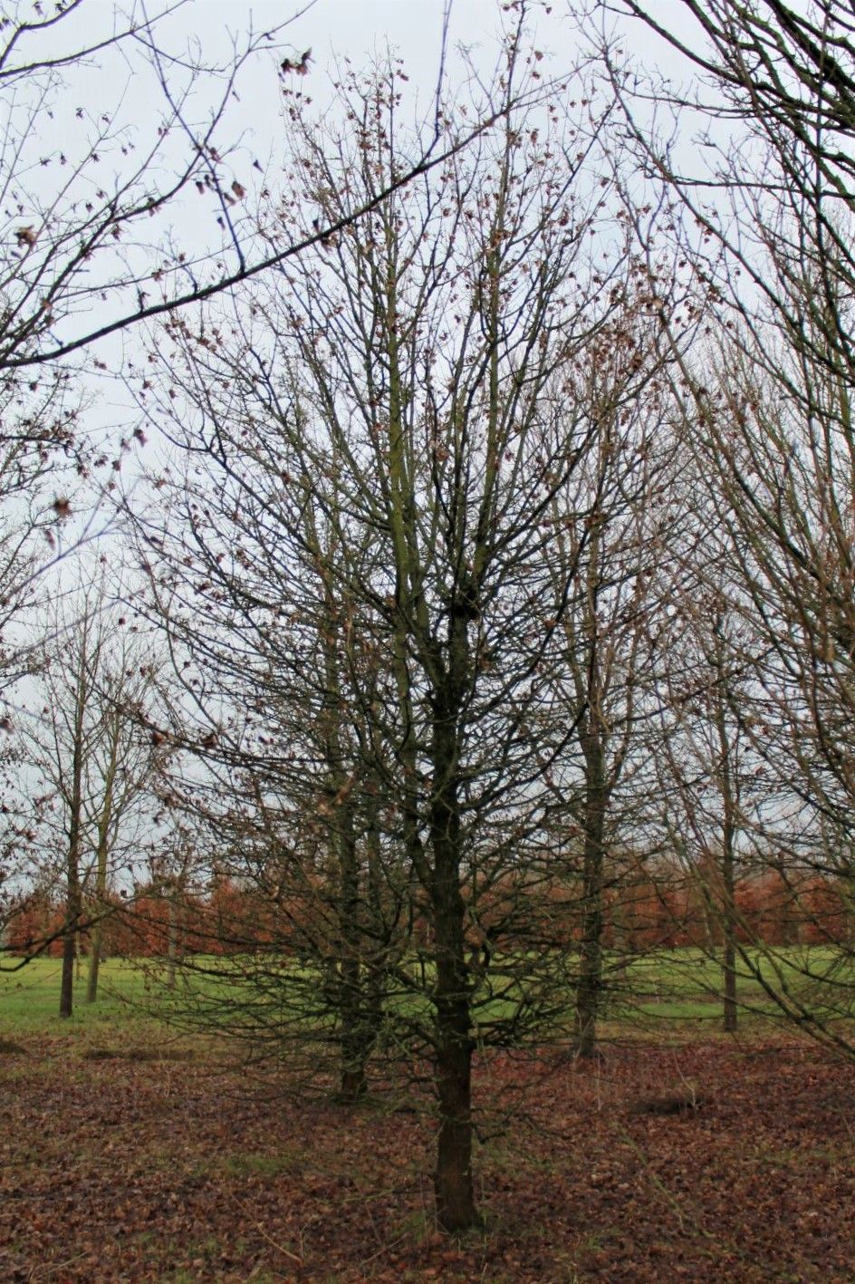 Veldesdoorn | Laagstam