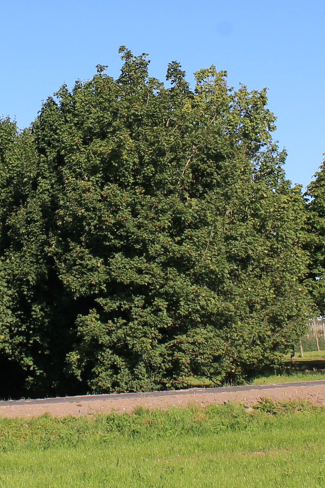 Veldesdoorn | Laagstam