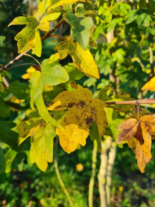 Veldesdoorn | Meerstammig