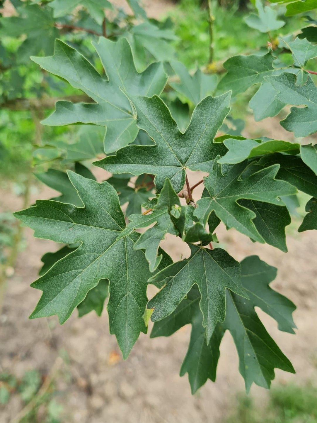 Veldesdoorn | Meerstammig