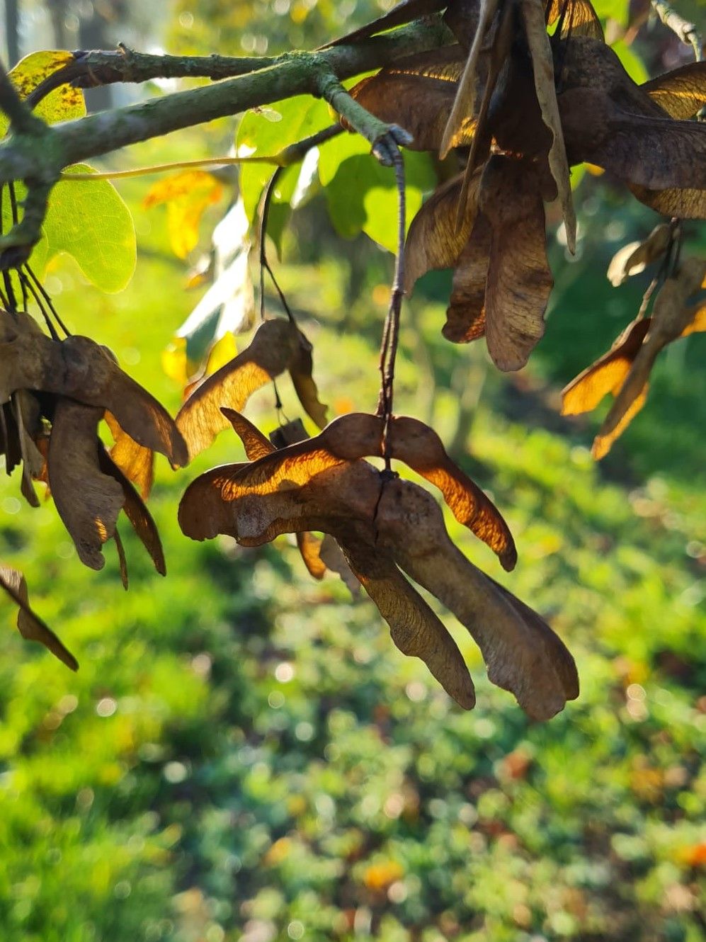 Veldesdoorn | Meerstammig