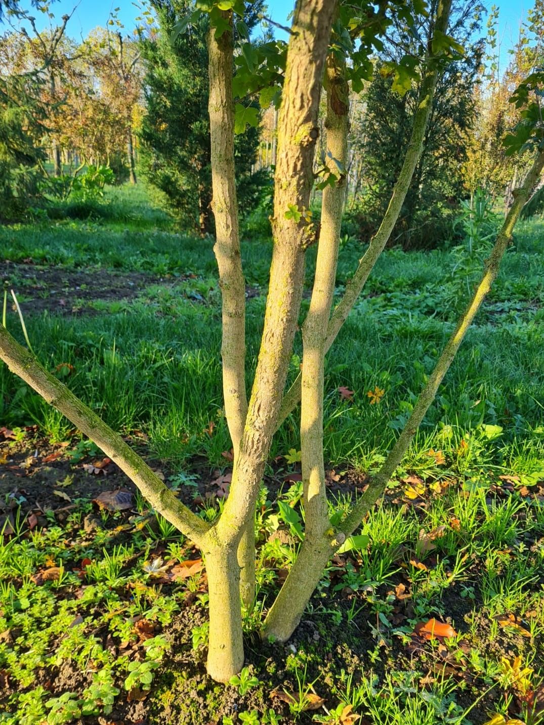 Veldesdoorn | Meerstammig