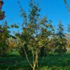 Veldesdoorn | Meerstammig