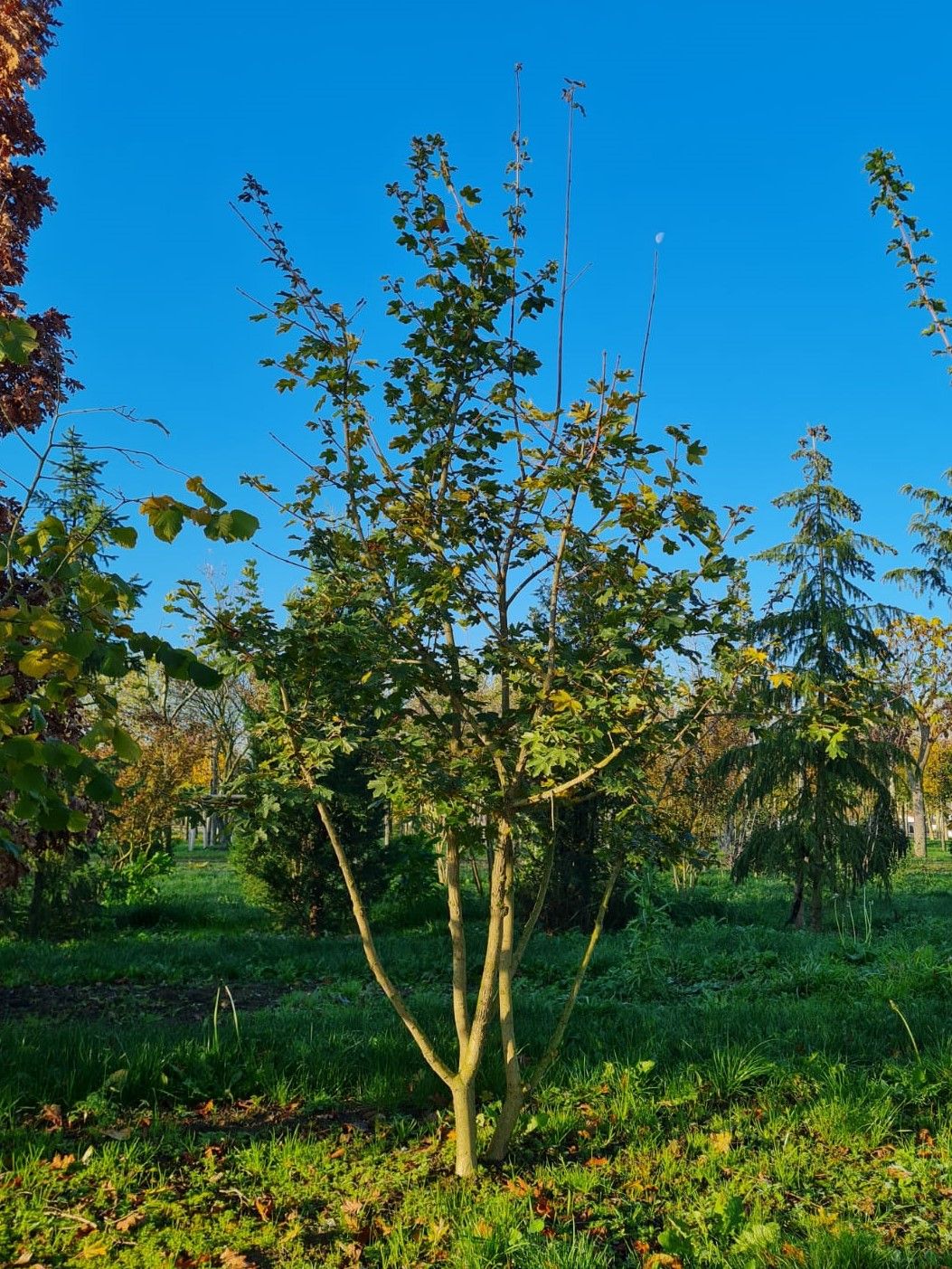 Veldesdoorn | Meerstammig