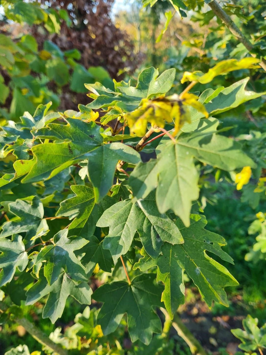 Veldesdoorn | Meerstammig