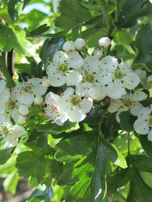 Meidoorn | Meerstammig