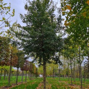 Veldesdoorn | Hoogstam