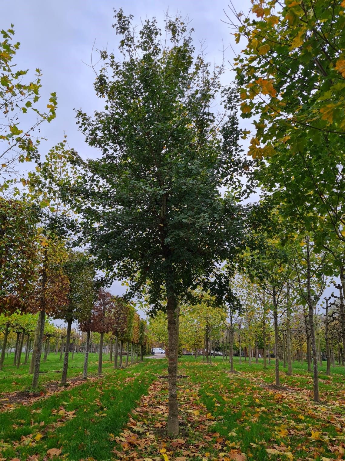 Veldesdoorn | Hoogstam