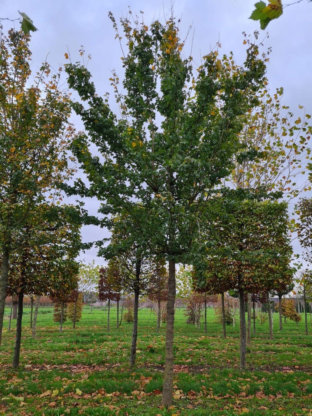 Veldesdoorn | Hoogstam